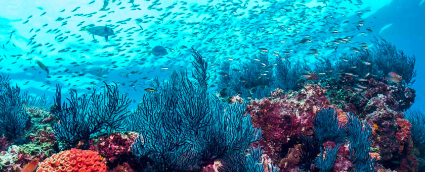 Plongée, Punta Francés, Isla de la Juventud